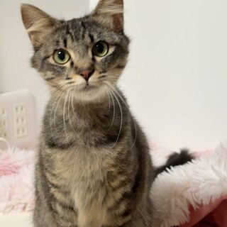 【マヌルくん】ふさふさしっぽのマヌルくん