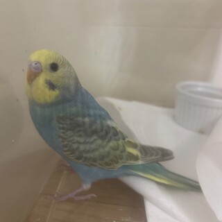 セキセイインコ　パステルレインボー