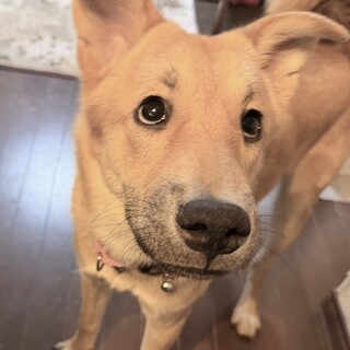 生後7ヶ月齢「明るく穏やかな可愛い男のコ！」