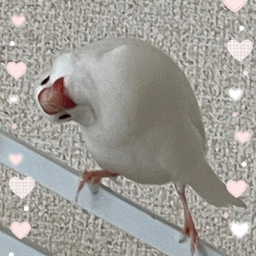 白文鳥♂ももた