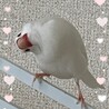 白文鳥♂ももた