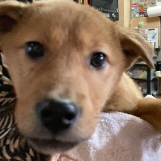 保健所からレスキュー！元気いっぱいセリ君