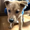 保健所からレスキュー！元気いっぱいセリ君 サムネイル2