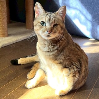 【4/5三田】お膝の上だいすき★人懐っこい性格