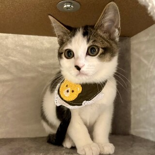 可愛いキジ白3兄妹♪　松坊