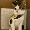 可愛いキジ白3兄妹♪　松坊 サムネイル4