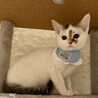 可愛いキジ白3兄妹♪　竹坊 サムネイル2