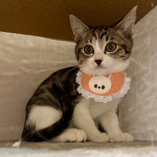 可愛いキジ白3兄妹♪　梅ちゃん