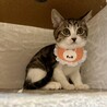 可愛いキジ白3兄妹♪　梅ちゃん サムネイル3