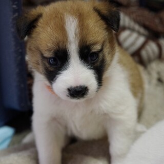 お山でレスキューされたコロコロ兄弟