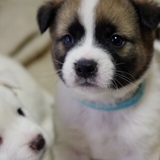 お山でレスキューされたコロコロ兄弟