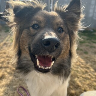 天然おとぼけボーイ♡Cisco