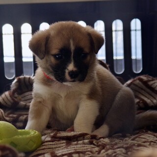 お山でレスキューされたコロコロ兄弟