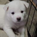 お山でレスキューされたコロコロ兄弟
