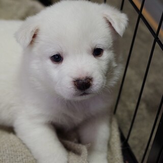 お山でレスキューされたコロコロ兄弟