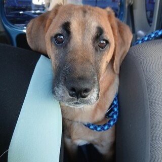 moana もあな女の子大型犬子犬　里親募集中！