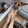 moana もあな女の子大型犬子犬　里親募集中！ サムネイル2
