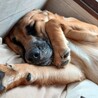 moana もあな女の子大型犬子犬　里親募集中！ サムネイル3