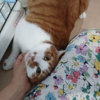 撫でられるの大好き！ご飯も大好き！ちゃし