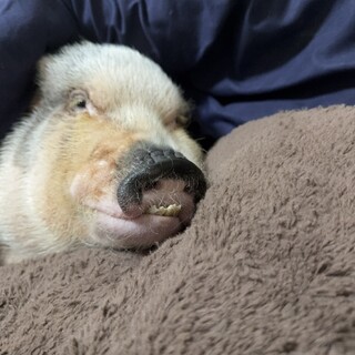 マイクロブタのピノちゃん　メスの4歳です