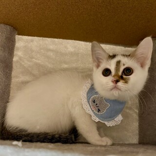 可愛いキジ白3兄妹♪　竹坊