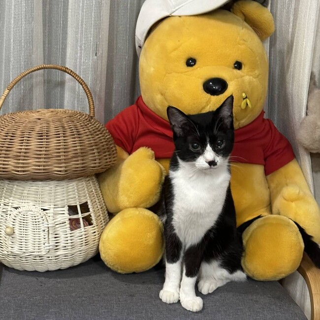 penpen.ちゃーこのカバー写真