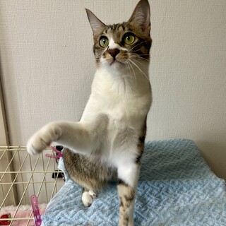 元気なキジ白の女の子☆　さち