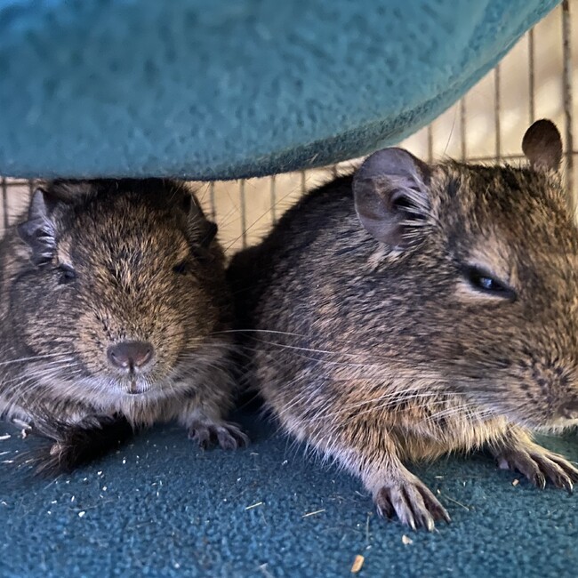 しろいとりのカバー写真