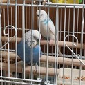 【トヨタ市】セキセイインコ2羽（仲良し）里親募集