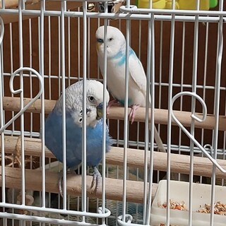 【トヨタ市】セキセイインコ2羽（仲良し）里親募集