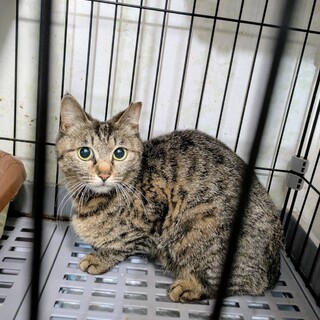 優しいキジトラ きょんきょん