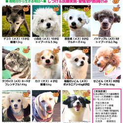 藤沢で保護犬と出逢う会 サムネイル2