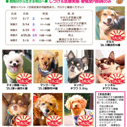 藤沢で保護犬と出逢う会 サムネイル3