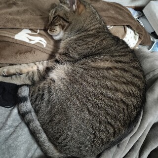 サバトラの男の子