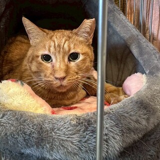 お外で頑張ってきたブルマンちゃん　