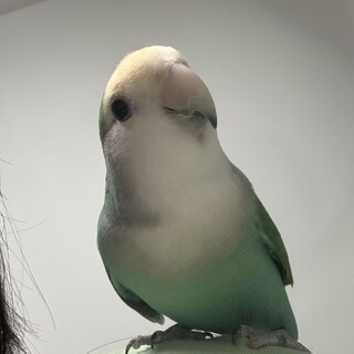 コザクラインコ4歳