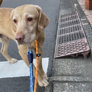 人間大好きラブラドールのピースちゃん