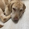 人間大好きラブラドールのピースちゃん