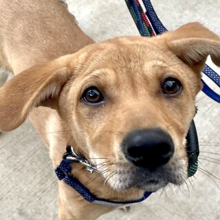 生後4か月子犬☆元気いっぱい幸（こう）ちゃん