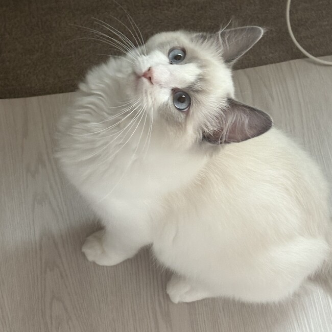 マロchanのカバー写真