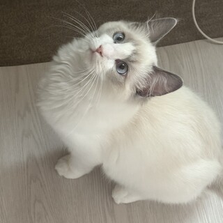 ラグドール生後6ヶ月の男の子です。