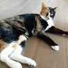 本格派三毛猫【おかき】