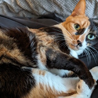 本格派三毛猫【おかき】