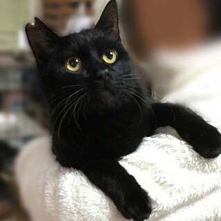 超なれなれ！大型黒猫『くろまめ君』2歳