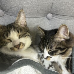 猫の里親会in世田谷区 下高井戸駅 サムネイル2