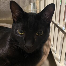 猫の里親会in世田谷区 下高井戸駅 サムネイル3