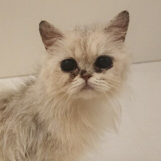 愛護センター引取、めるちゃん