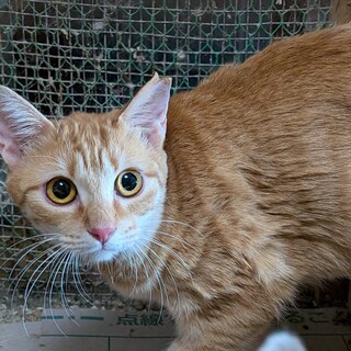 急募！劣悪な環境で檻の中に閉じ込められている猫達