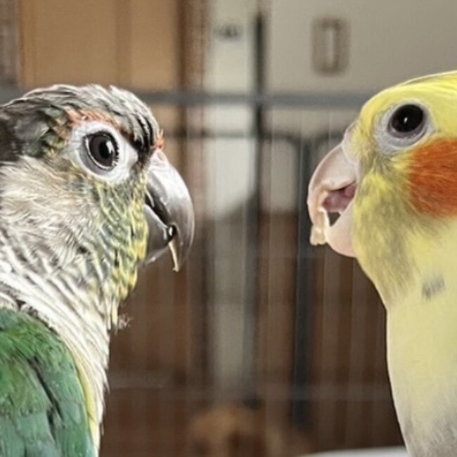 えびまよちゃんのカバー写真