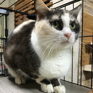 パステル三毛のハチワレ『シフォンちゃん』２歳